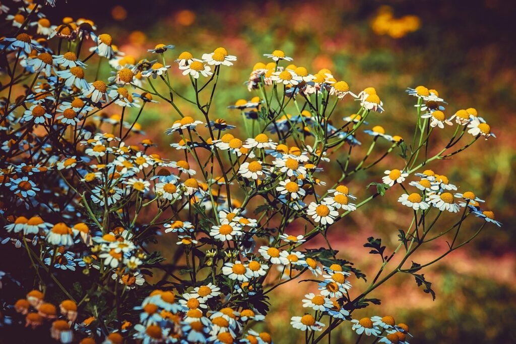 Balmy Herb motherwort, blossom, bloom, white, yellow, tanacetum parthenium, chrysanthemum parthenium, herbaceous, plant, nature, herb, medicinal herb, medicinal plant, flora