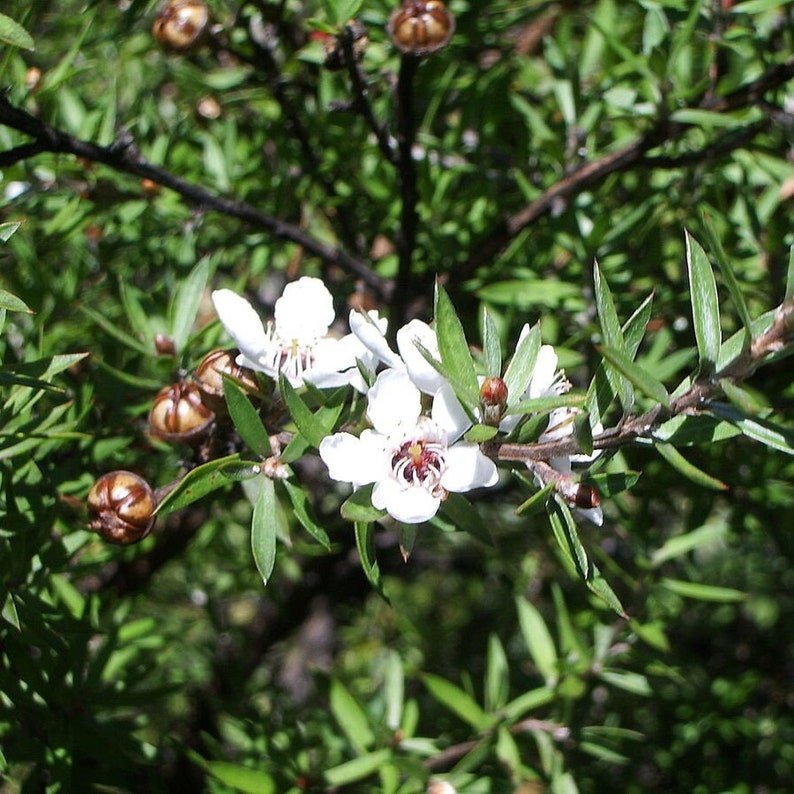 manuka essential oil 100% pure and natural herbaceous scent therapeutic grade undiluted 5ml manuka essential oil 100% pure and natural herbaceous scent therapeutic grade undiluted 5ml